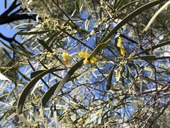 Acacia burrowii