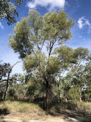 Acacia burrowii
