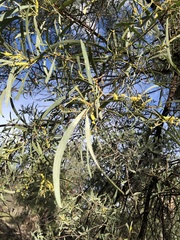 Acacia burrowii