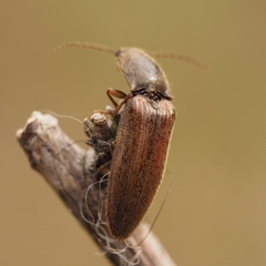 Athous vittatus