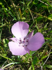 Calochortus uniflorus