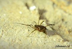 Holovonones compressus