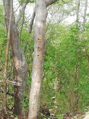 Bursera jerzyi