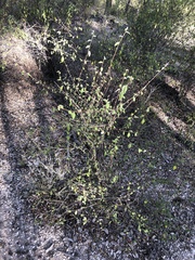 Acalypha eremorum