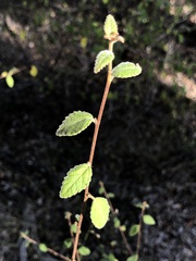 Acalypha eremorum