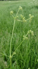 Galium mollugo