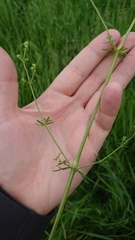 Galium mollugo