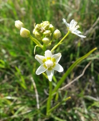 Toxicoscordion fontanum