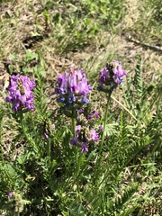 Oxytropis borealis viscida