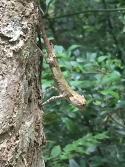 Diploderma polygonatum polygonatum