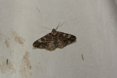 Alcis taiwanovariegata