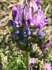 Oxytropis borealis viscida