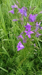 Campanula patula