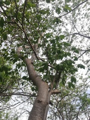 Gyrocarpus jatrophifolius