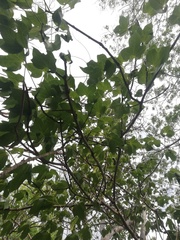 Gyrocarpus jatrophifolius