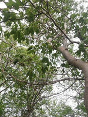 Gyrocarpus jatrophifolius