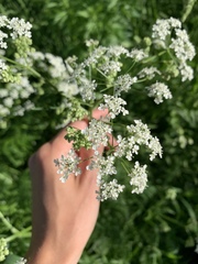 Anthriscus sylvestris