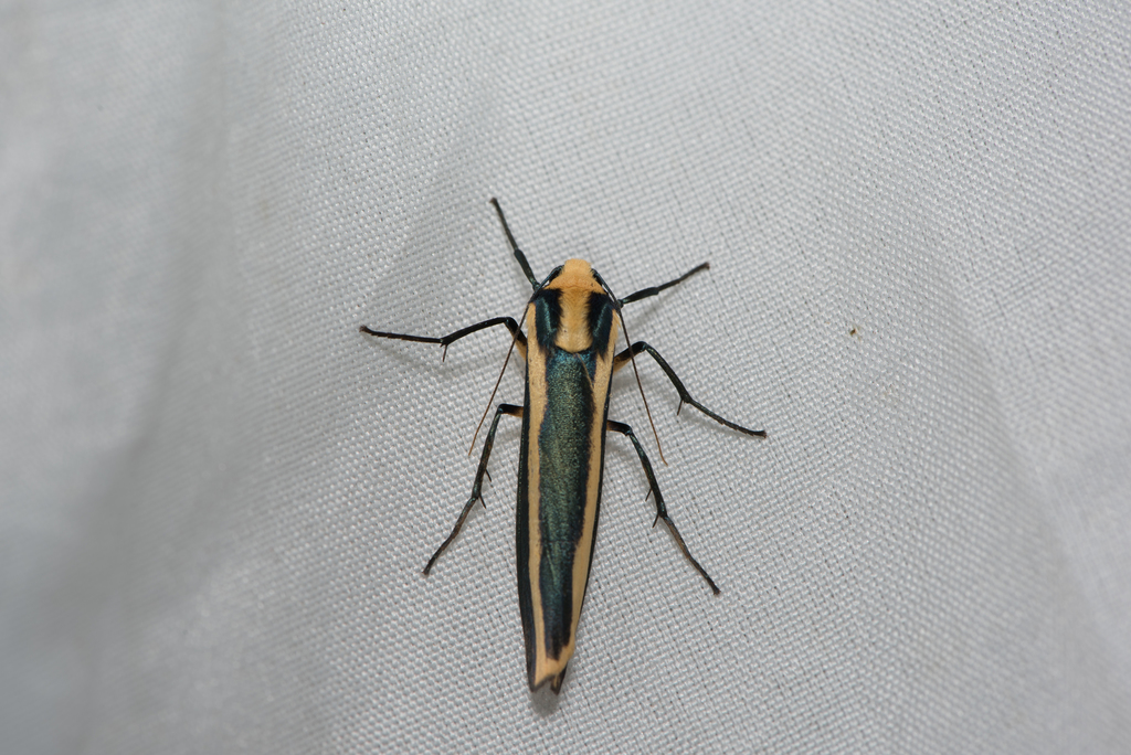 Chrysorabdia vilemani