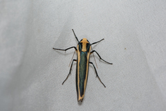 Chrysorabdia vilemani