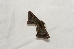 Prismosticta fenestrata