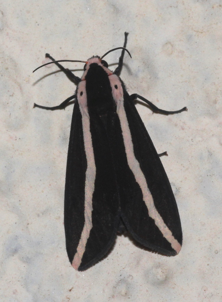 Rajendra perrottetii