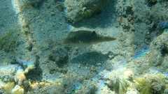 Canthigaster petersii