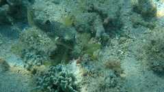 Canthigaster petersii