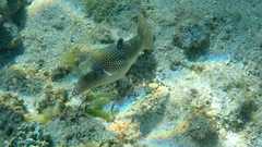 Canthigaster petersii