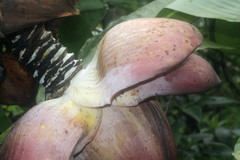 Ensete superbum