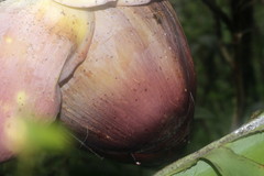 Ensete superbum