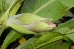 Ensete superbum