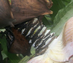 Ensete superbum