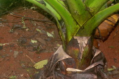 Ensete superbum