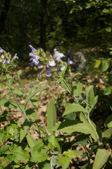Salvia tomentosa