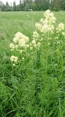 Thalictrum lucidum