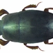 Paromalus flavicornis - Photo (c) Udo Schmidt, algunos derechos reservados (CC BY-SA)
