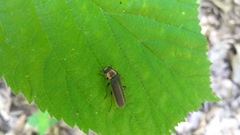 Podabrus brevicollis