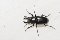 Dorcus rubrofemoratus yamadai