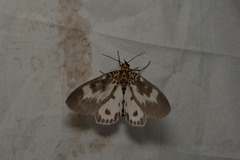 Asota tortuosa