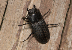 Aegus laevicollis formosae