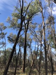 Eucalyptus melanophloia