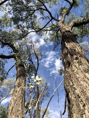 Eucalyptus melanophloia