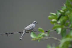 Columbina inca
