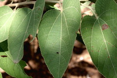 Grewia tiliifolia