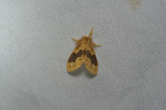 Euproctis purpureofasciata