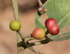 Grewia tiliifolia