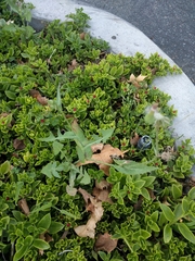 Sonchus oleraceus