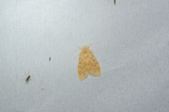 Hemipsilia coavestis