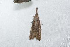 Hypena longipennis