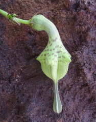 Ceropegia lugardiae image